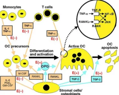 Fig.  4.  Major  cytokines  in  the  bone  microenvir- microenvir-onment  that  regulate  OC  function