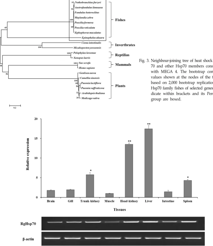 Fig.  3.  Neighbour-joining  tree  of  heat  shock  protein  70  and  other  Hsp70  members  constructed  with  MEGA  4