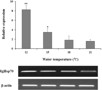 Fig.  5.  Expression  of  heat  shock  protein  70  mRNA  in  livers  of  red-spotted  grouper  at  differential  temperatures  (21,  18,  15  and  12℃)