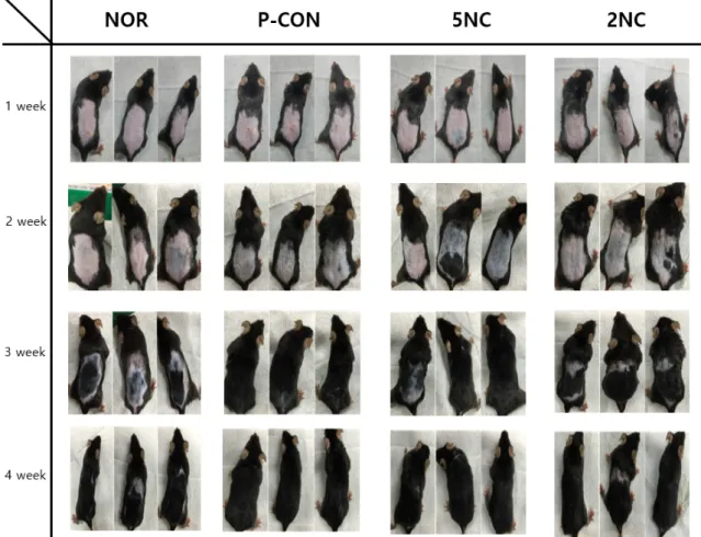 Fig.  3.  Hair  growth  observation  in  C57BL/6  mice.  NOR  :  Water  oral  administration