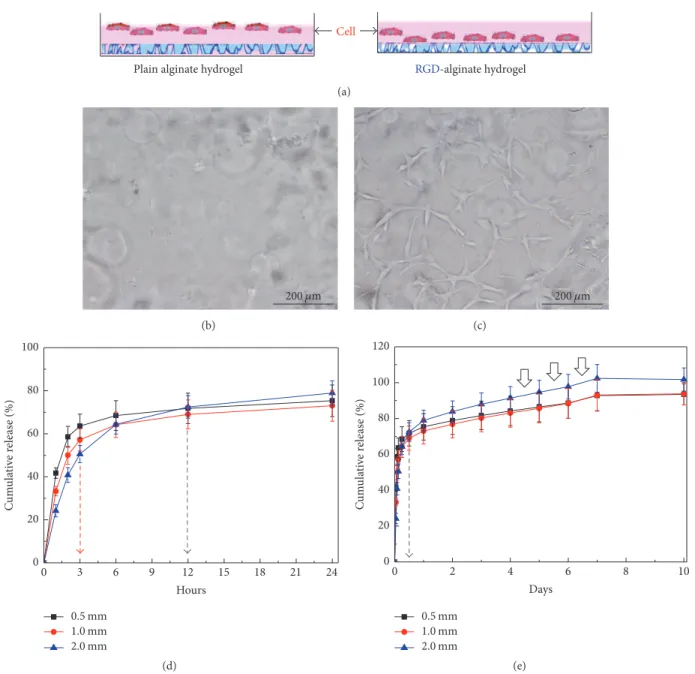 Figure 1: Role of RGD peptide in cell adhesion during culture of BM-MSCs. (a) Experimental design for plain and modified RGD-alginate hydrogel
