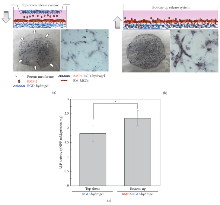 Figure 2: Schematic representation of culture system on alginate hydrogel disc used to assess the effect of BMP-2 delivery mode on osteogenic differentiation of human BM-MSCs and photographs of ALP stained human BM-MSCs