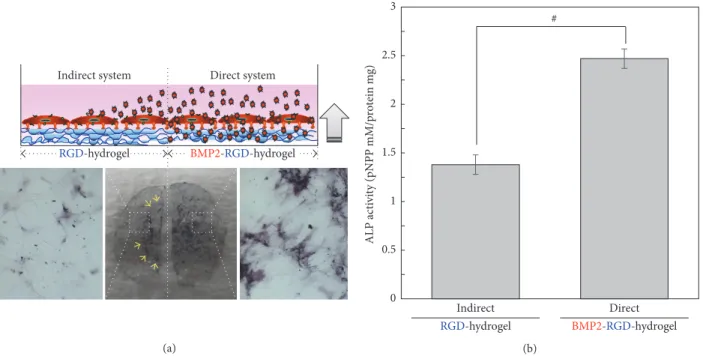 Figure 3: A top-down and bottom-up approach applied to a one culture dish. (a) ALP staining and (b) quantification of ALP activity for BM-MSCs cultured in their respective half