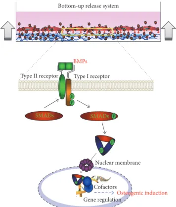 Figure 4: Schema of osteogenic differentiation through the BMP- BMP-2 signaling pathway