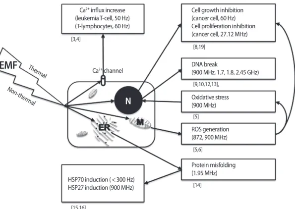 Figure 1. Summary of the effects of electromagnetic fields at the cellular level. EMF, electromagnetic field; N, nucleus; ER, endoplasmic reticu- reticu-lum; M, mitochondria