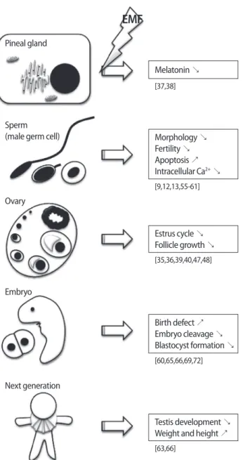Figure 2. Summary of the effects of electromagnetic fields (EMFs) on  reproduction.  ↗, increase; ↘, decrease or inhibition.