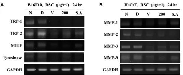 Fig.  4.  Effects  of  RSC  extracts  on  the  gene  expression  level  of  melanogenic  factors  and  Matrix  metalloproteinases  in  B16F10  and  HaCaT  cells