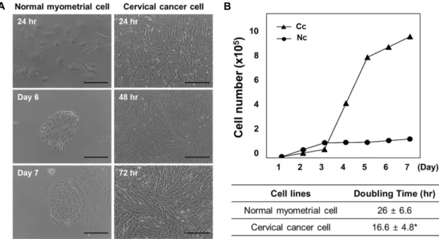 Fig.  2.  Cell  growth  curves  and  doubling  times  of  primary  culture  cells.  (A)  Normal  myometrial  cells  and  cervical  cancer  cells  were  assessed  with  an  inverted  microscope