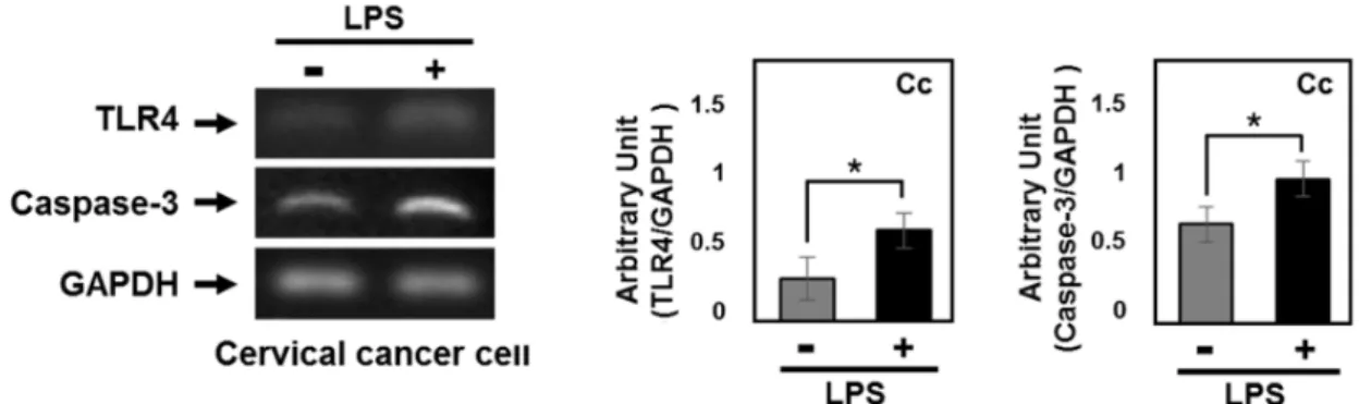 Fig.  4.  The  effect  of  LPS  treatment  on  apoptosis  in  cervical  cancer  cells