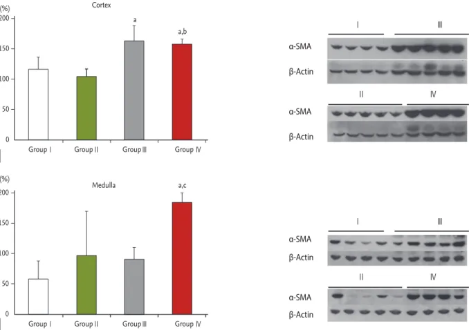 Figure 2. Western blot analysis of α-smooth muscle actin (α-SMA) in the (A) cortex and (B) medulla of each group: group I (control 