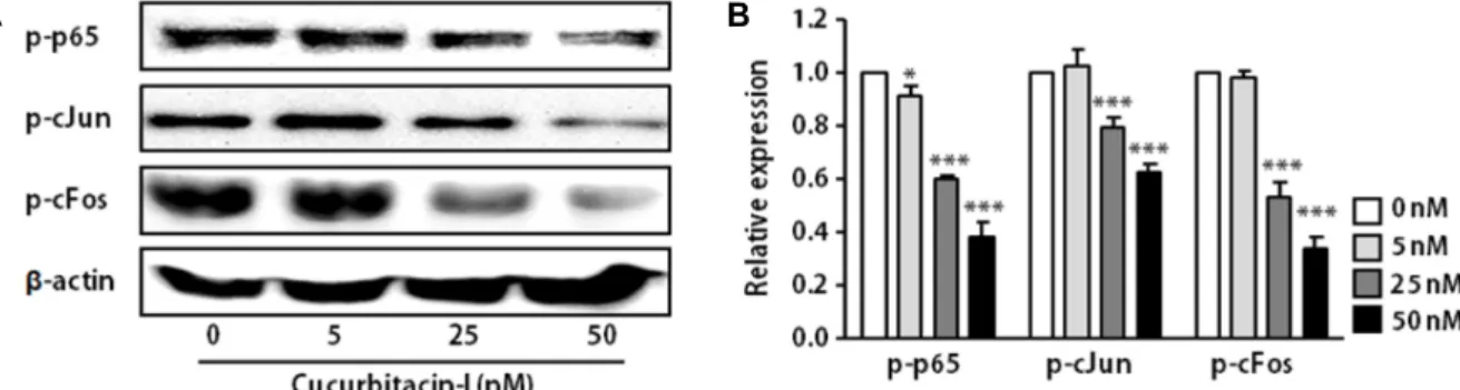 Fig.  3.  Cucurbitacin-I  inhibited  the  phosphorylation  of  AP-1  and  NF-kB  in  SK-OV-3  cells
