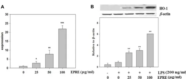 Fig.  4.  Effect  of  EPRE  on  HO-1  mRNA  (A)  and  protein  expression  (B)  in  LPS-stimulated  RAW  264.7  cells