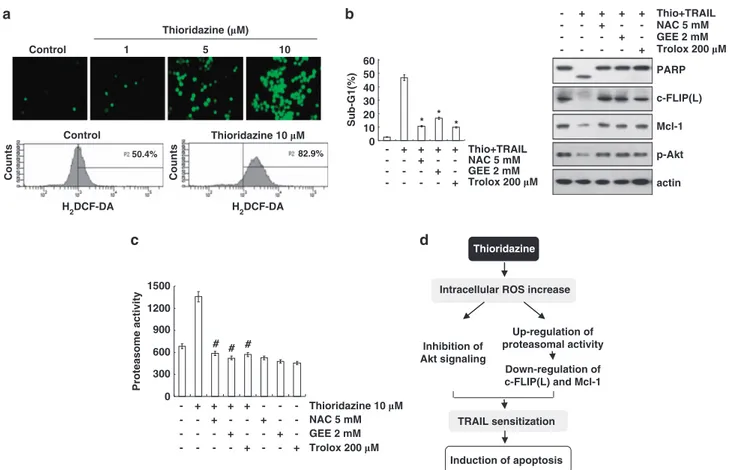 Figure 6 Thioridazine plus TRAIL-induced apoptosis is dependent on ROS generation in Caki cells