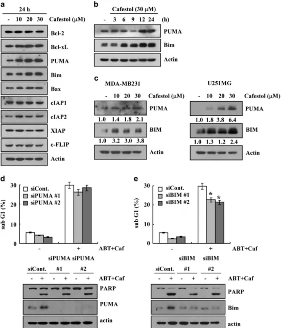 Figure 5 Upregulation of Bim expression is associated with cafestol plus ABT-737-induced apoptosis