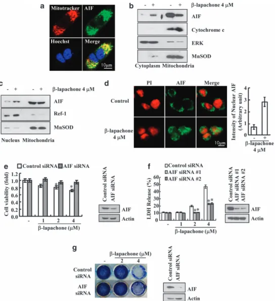 Figure 3 b-Lapachone-induced AIF translocation is associated with necroptosis. (a) SK-Hep1 cells were stained for mitochondria with MitoTracker Red, for AIF with an anti-AIF antibody followed by an FITC-conjugated secondary antibody and for nuclei with Hoe
