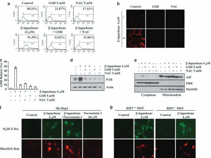 Figure 5 b-Lapachone induces programmed necrosis via ROS generation in SK-Hep1 cells. (a, b) SK-Hep1 cells were stimulated with 4 mM b-lapachone in the presence or absence of GSH (5 mM) or NAC (5 mM) for 1 h, and loaded with a fluorescent dye, H 2 DCF-DA