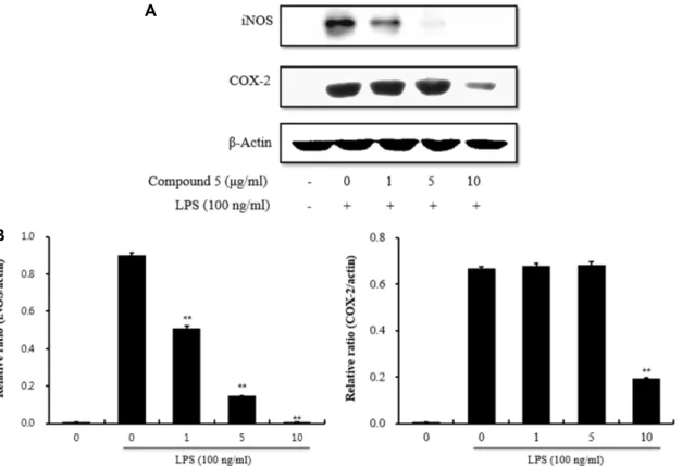 Fig.  3.  Inhibition  of  iNOS  and  COX-2  expression  by  compound  5.  (A)  RAW264.7  cells  were  pretreated  with  different  concentrations  of  compound  5  for  1  hr  and  then  stimulated  with  LPS  (100  ng/ml)  for  24  hr