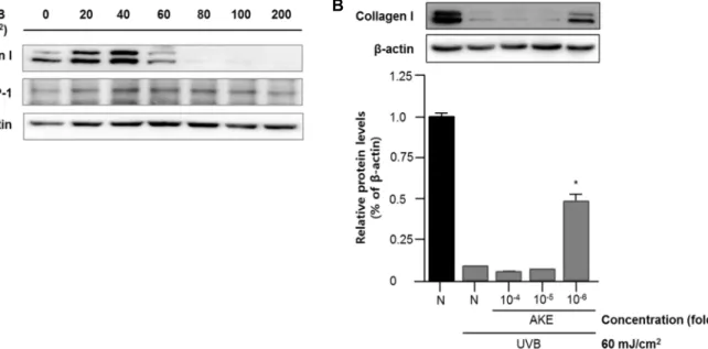 Fig.  5.  Change  of  collagen  type  1  expression  in  HDFs  with  UVB  treatment.  (A)  UVB  was  dose-dependently  treated  onto  HDF  for  30  min