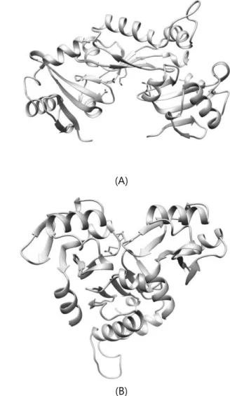 Figure 10.  Heterodimer (A: beige = without  additional mutation / blue = with additional  mutation) and hetero-oligomer(B) structure of  ARF5 and Aux/IAA17_loop with additional  R205M/ R207M mutation of Aux/IAA17 