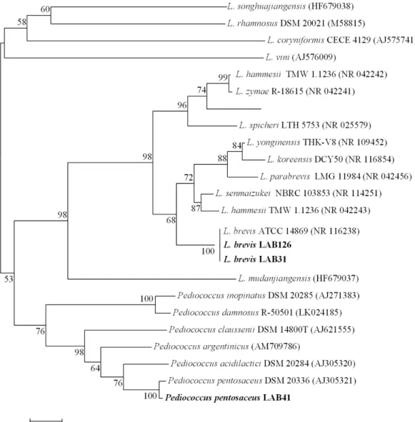 Fig.  1.  Phylogenetic  analysis  of  the  isolated  BHN-LAB  31,  41,  126  and  related  bacteria  of  the  Lactobacillus  group  based  on  16S  rRNA  gene  sequence  comparisons