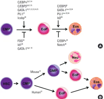 Fig. 2.  Eosinophil development. (A) Transcription factors regulating eosinophil  commitment and maturation