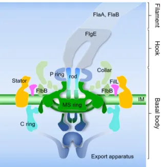 Fig.  2.  Unique  collar  structures  are  conserved  in  all  spirochetes. 
