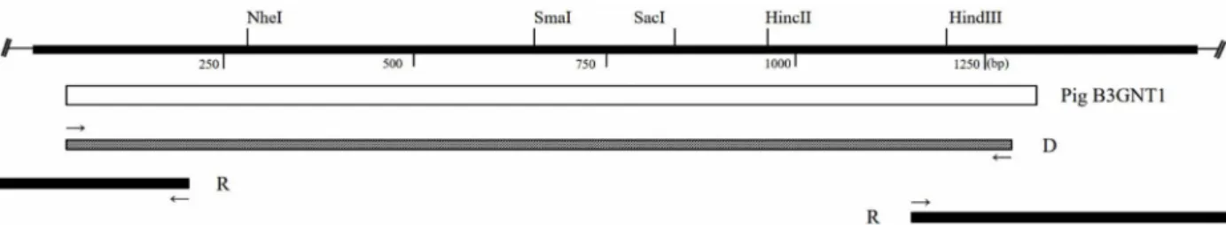 Fig.  1.  Schematic  diagram  of  pig  B3GNT1  cDNA  clones.  The  open  bar  represents  the  protein  coding  region,  and  thick  lines  indicate  the  noncoding  regions  of  B3GNT1