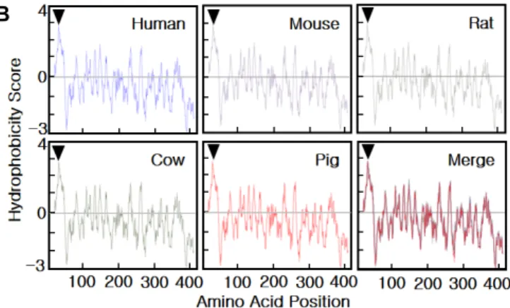 Fig.  2.  Characterization  of  the  pB3GNT1  gene.  A  -  The  cDNA  sequence  of  the  pB3GNT1  gene  derived  from  pig  liver  cDNA  and  its  deduced  amino  acid  sequence