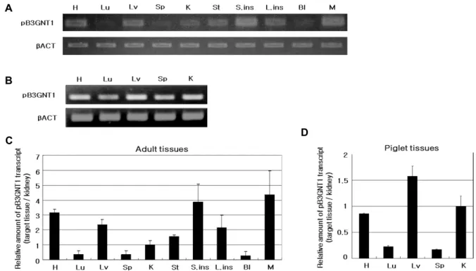 Fig.  3.  qPCR  analysis  of  pB3GNT1  mRNA  levels  in  various  pig  organs.  Data  from  duplicate  samples  of  3,  2-years-old  adult  pigs  (A,  C)  and  one  5-day-old  piglet  (B,  D)