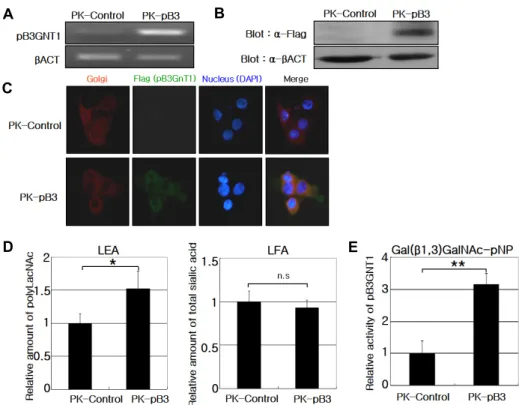 Fig.  4.  Functional  test  of  pB3GNT1  gene  in  PK-15  cell  line.  A  -  qPCR  performed  on  PK-control  and  PK-pB3  cells  to  assess  pB3GNT1  expression  levels