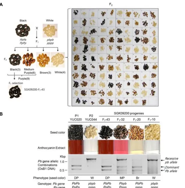 Fig.  1.  Segregation  pattern  and  allelic  analysis  of  pericarp  colors  in  rice  seeds