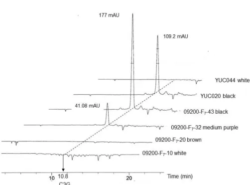 Fig.  2.  Cyanidin-3-O-glucoside  profile  of  black  rice  and  white  rice.  HPLC  profiles  were  obtained  of  extracts  from  the  black  (dark  purple),  medium  purple,  brown  or  white  pericarps  of  rice  seeds  of  the  F 7   progenies