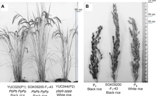 Fig.  3.  Selected  black  rice  progeny  having  homozygous  Pb  and  Pp  alleles.  Plant  features  (A)  and  spikelets  (B)  were  compared  with  pollen  donor  YUC044  (P1),  pollen  recipient  YUC020  (P2)  and  a  selected  black  rice  line,  SGK09