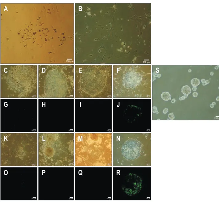 Fig. 2. Ability of embryonic body formation and staining of Tra1-81 in reprogrammed Hep3B cells by retrovirus-KOSM