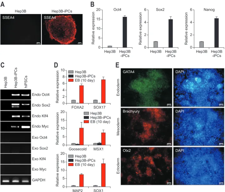Fig. 3. Analysis of gene expression related to the pluripotency and in vitro tri-lineage differentiation potential of Hep3B-iPC cells