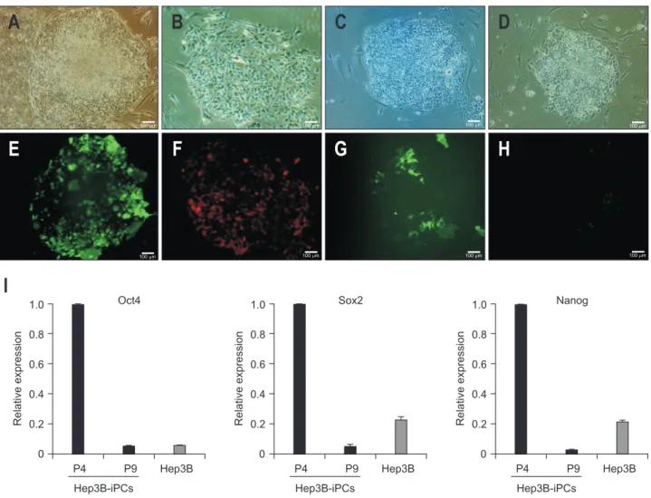 Fig. 4. Staining of Tra1-81 and expression of pluripotent genes in Hep3B-iPCs after continual passage