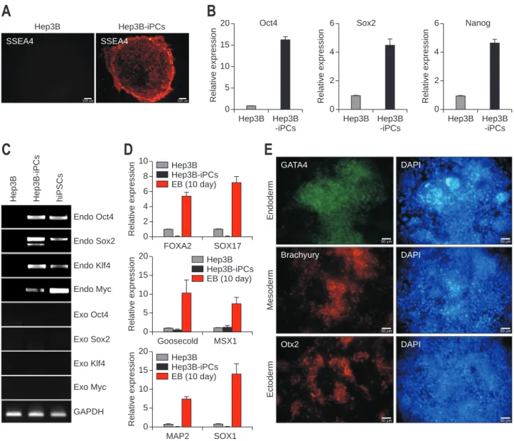 Fig. 3. Analysis of gene expression related to the pluripotency and in vitro tri-lineage differentiation potential of Hep3B-iPC cells