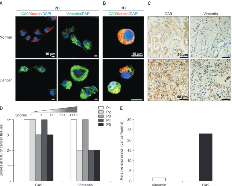 Fig. 2.  Biomarker comparison in two-dimensional (2D) culture, patient-derived three-dimensional (3D) organoid culture, and primary tissue