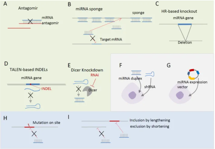 Fig. 2. Regulation of miRNA levels and target sites. (A-E) Loss-of-function approaches