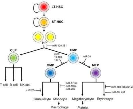 Fig. 3. miRNAs in hematopoiesis.  Hematopoiesis comprises a series of  proliferation and differentiation  proc-esses initiated from long-term  hema-topoietic stem cells (LT-HSC)