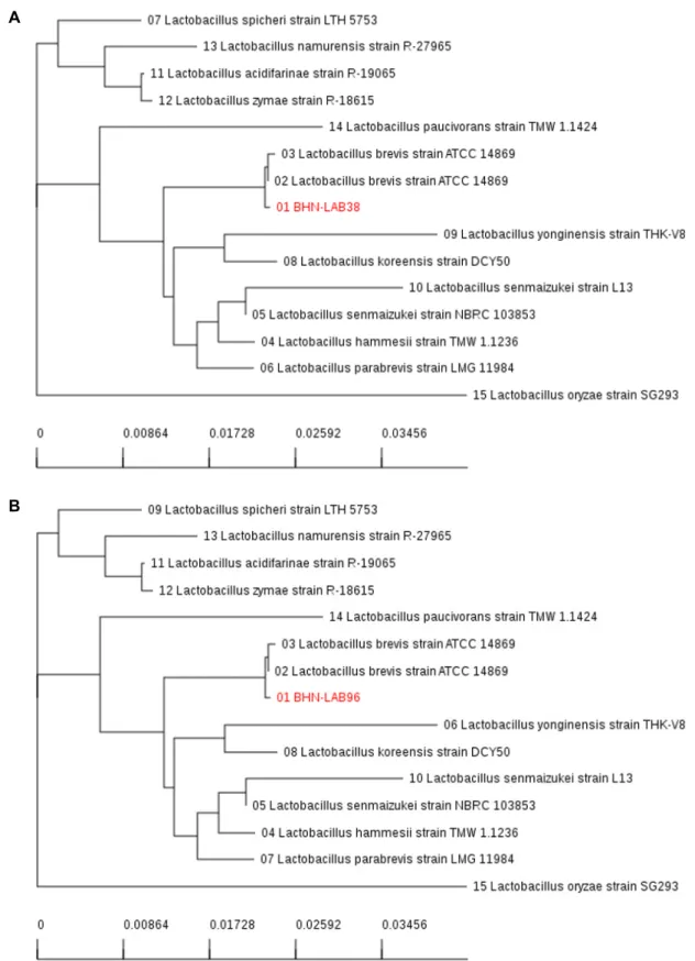 Fig.  1.  Phylogenetic  analysis  of  the  isolated  BHN-LAB38  (A),  96(B),  111(C),  129(D)  and  related  bacteria  of  the  Lactobacillus  group  based  on  16  rRNA  gene  sequence  comparisons,  The  sequences  of  isolated  strains  were  compared  