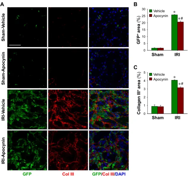 Fig. 8. Col III expression in IRI kidneys and its inhibition by apocynin. eGFP BM chimeric mouse kidneys were subjected to either unilateral IRI or sham operation