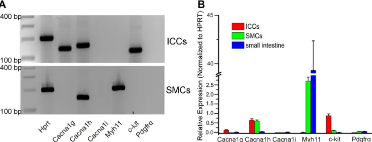Fig. 7. Qualitative and quantitative PCR of T type calcium channels in sorted ICC, smooth muscle cells (SMCs), and unsorted (whole small intestine smooth muscle)
