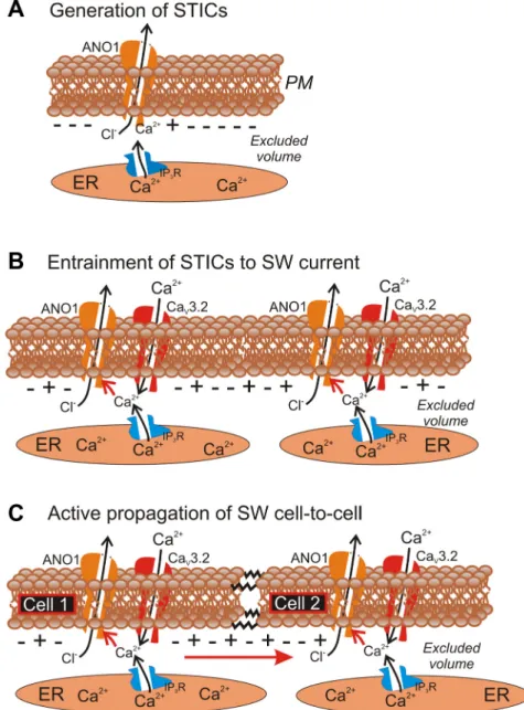 Fig. 9. Schematic showing role of T-current in pacemaker activity and propagation. A: localized Ca 2⫹ release events in ICC activate nearby Ca 2⫹ -activated Cl ⫺ channels (Ano1) to create spontaneous transient inward currents (STICs)