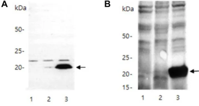 Fig.  4.  Antigenicity  of  the  truncated  VP8*  proteins  and  induction  of  its  antibody