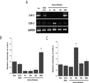 Fig.  2.  Treatment  with  the  30x  homeopathic  dilution  of  A.  montana increases  mRNA  expression  of  COX-2 in  chondrocytes