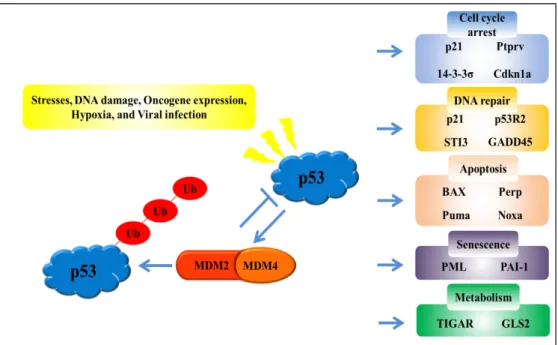 Fig.  1.  The  p53  signaling  pathway.  The  p53  tumor  suppressor  gene  acts  as  the  center  of  a  complex  network  of  numerous  biological  functions  that  translates  in  response  to  various  cellular  stresses,  DNA  damage,  oncogene  expre