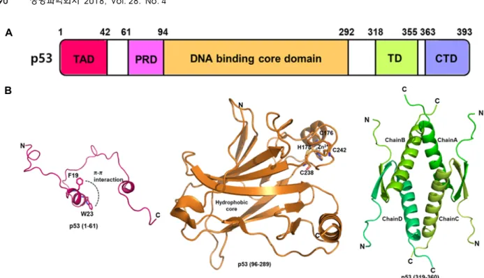 Fig.  2.  Overall  structure  of  the  p53  gene.  (A)  Structure  of  the  p53  domain  (TAD:  Transactivation  Domain,  PRD:  Proline-Rich  Domain,  TD:  Tetramerization  Domain,  CTD:  C-Terminal  Domain)