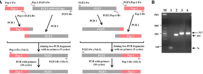 Fig.  1.  cDNA  synthesis  of  FGF2  and  PTD-FGF2  fusion  proteins.  (A)  Schematic  diagram  of  OE-PCR