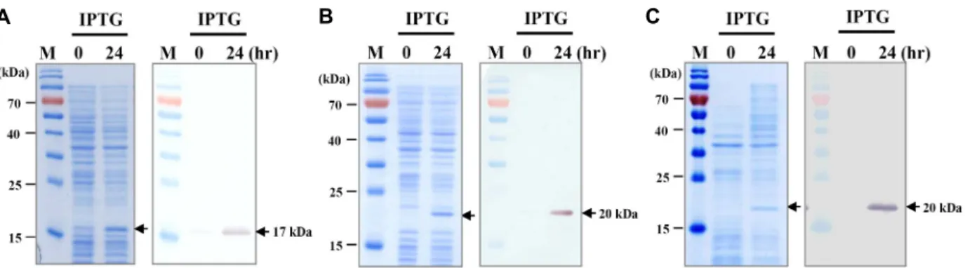 Fig.  2.  Expression  of  FGF2  and  PTD-FGF2  fusion  proteins  in  E.  coli.  SDS-PAGE  (left)  and  Western  blotting  analysis  (right)  of  recombi- recombi-nant  (A)  FGF2,  (B)  Pep-1-FGF2,  and  (C)  FGF2-Pep-1